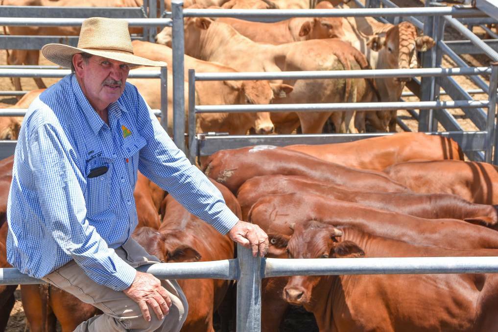 Livestock agent Greg Hardgrave of CRT Country Co, Blackwater, sold a run of No.1 Santa steers, weighing 456kg, offered by Tim and Trina Patterson, Broad Leaf Santa Gertrudis Stud, which made 492c/kg to return $2244 a head. Picture by Ben Harden 