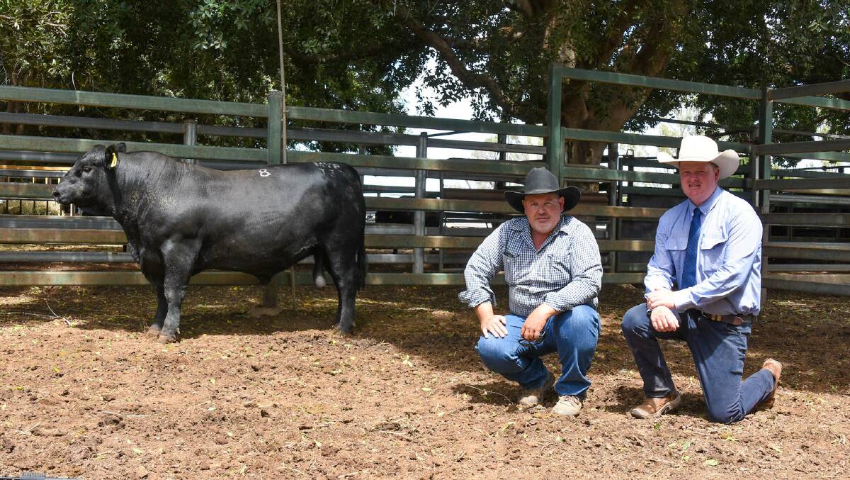Second top price bull, lot 8 Mountain Valley MVPT37, with vendor Ian Durkin, Mountain Valley Angus stud, NSW, and GDL Corey Evans. Picture: Ben Harden 