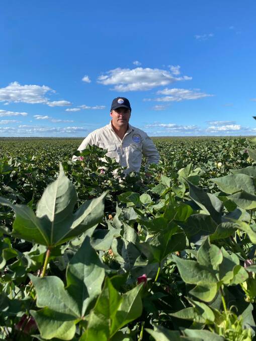  Sundown Pastoral Company's owner, David Statham, in a field of cotton at St Ronans Station, between Mount Garnet and Mount Surprise. 