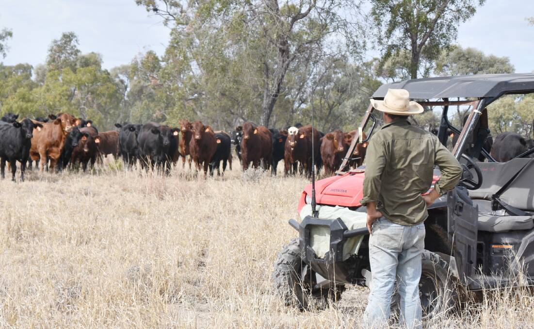 Troy inspecting the next crop of their breeders. Picture: Ben Harden 