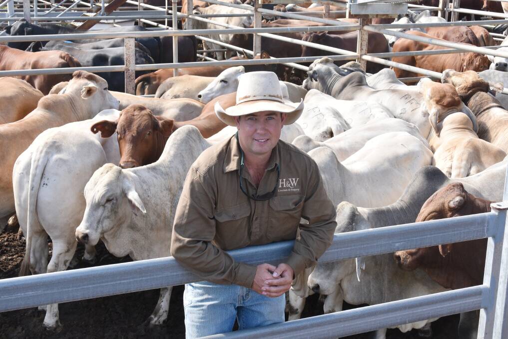 Hoch & Wilkinson agent Jake Passfield with a run of Simmental Brahman cross bullocks, weighing 665kg an on account of Hillview Cattle Co, Clermont, which topped at 300c/kg to come back at $1997/hd. Picture: Ben Harden 