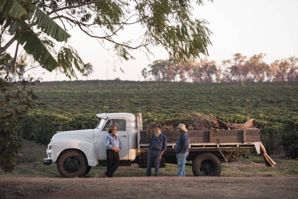 Brothers Plum, Paul and Ben Murat, of Jack Murats Coffee, on their farm near Mareeba. Photo: Josh Robenstone