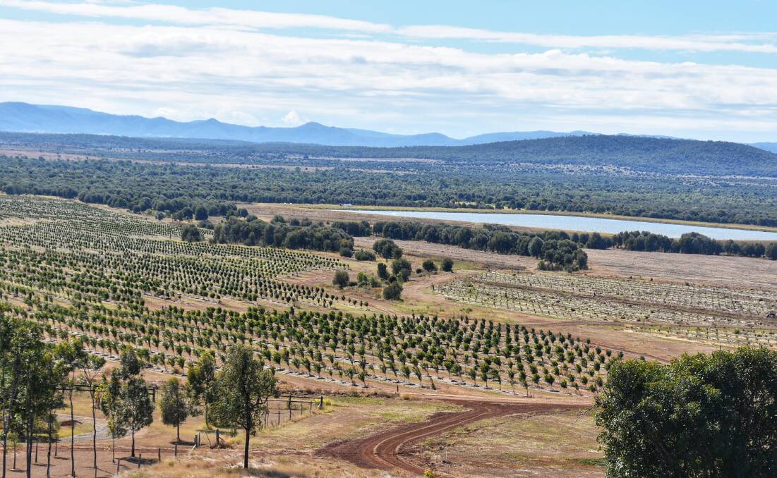 The Riverton farm, located in the Fitzroy region, consists of 161 hectares of newly established plantings and 259 ha of planned macadamia plantings. Picture: Ben Harden 