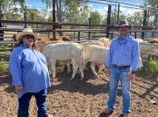 Brian Dawson Auctions stock agent Liam Karrasch with Margaret Madden of Mystery Downs, Nebo, sold Charbray weaner steers, weighing 303kg, for 496ckg to return $1505 per head. Picture: Joel Dawson 