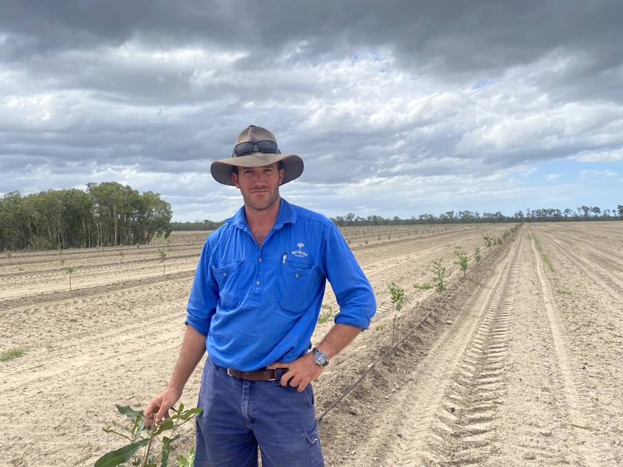 Bundaberg macadamia grower Michael McMahon welcomed the Premier's investment announcement, but said the class action wont stop. 