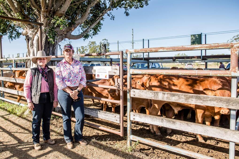 Elders' Jaimi Wilkie, Biloela, and Kathy Rideout with her mother's Winifred Osborne's champion steers, which weighed 329kg and returned 646c/kg or $2125p/hd. Pictures: Nicky Liz Photography