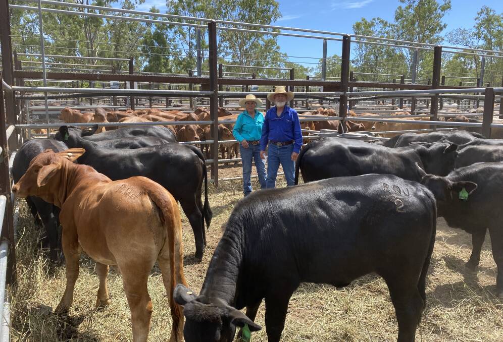 Nebo Sale: Lindsay and Glenda McNab of Nebo sold VGQ Brangus weaner steers for 792c/kg, weighing 245kg, to return $1,940 per head. Photos: Supplied