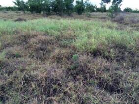 Unaffected Biloela buffel grass surrounded by affected Gayndah buffel grass. 