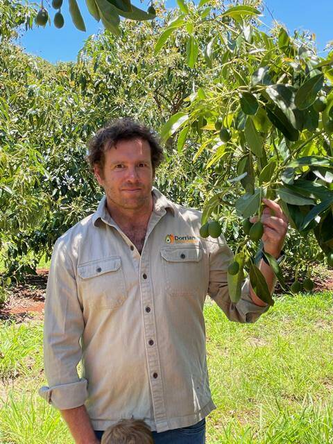 Mango and Avocado grower Matthew Dorrian, Dorrian Produce, at his farm near Childers, where he has over 86,000 trees in the ground at the moment. Picture: Supplied. 