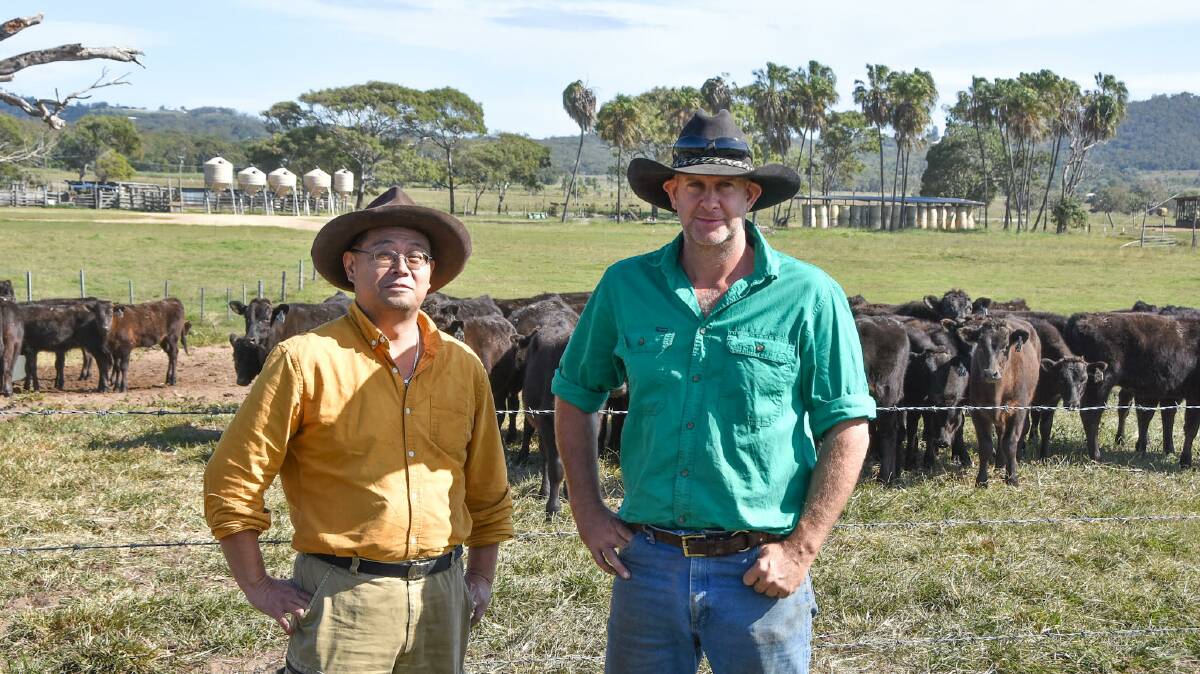 Iwasaki Grazing director Aki Hata and manager Brad Walker with their freshly weaned steers. Pictures: Ben Harden 