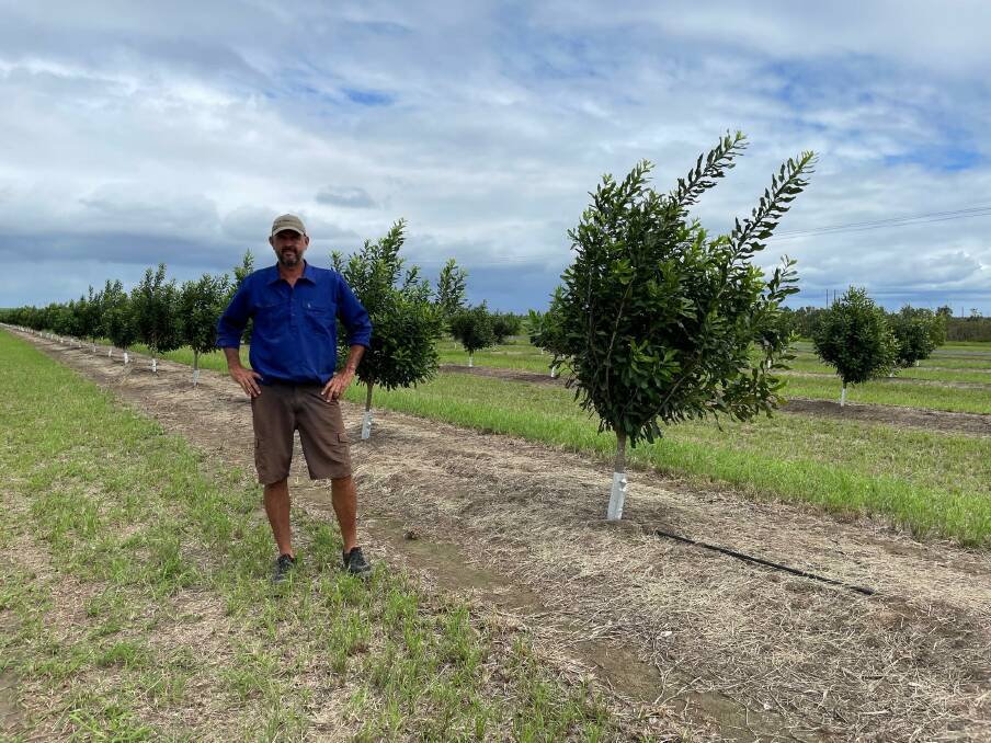 Bundaberg lychee grower, Jamie Hansen, is worried the recent inflows into the Paradise Dam catchment are not enough to increase water allocations after July. Picture: Sue Hansen