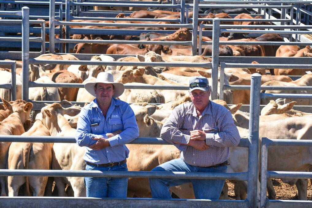 GDL Mackay's Tony Dwyer with vendor and Lake Elphinstone Station manager Darren Gilliam, Nebo, pictured with their run of Charbray steers which peaked at 388.2c/kg at Thursday's Emerald sale. Picture: Ben Harden 