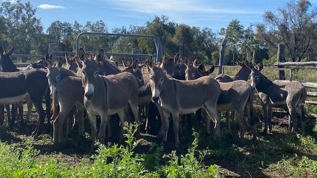 The Meeks sold up to 160 protection donkeys in the last year. Picture: Zara Meek 