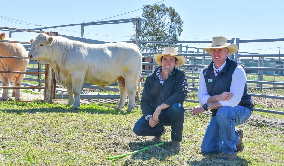 SALE TOPPER: Bauhinia Park Reaction sold for $36,000, pictured with Ryan Holzwart, Bauhinia Park Charolais, Kensington, with Matthew Beard, RBV Rural. Pictures: Ben Harden 