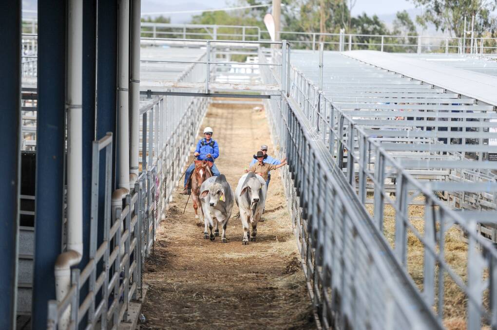 Situated 8km from Rockhampton, CQLX ranks as one of the major selling centre's in Australia and is regarded as one of the best stud selling facilities in the country. Photo: Lucy Kinbacher