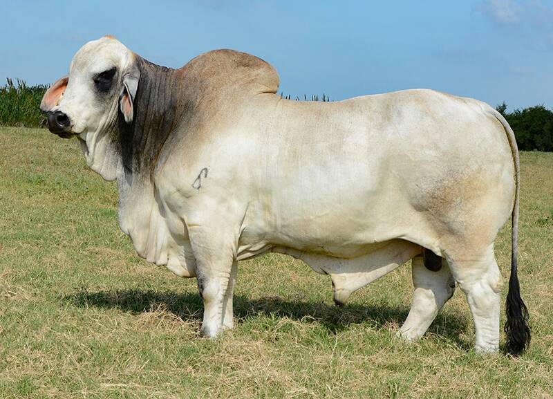 US imported Brahman sire, Mr. 4F Accelerator 7/6 (PP), registered 106 progeny in Australia in 2022. Picture supplied. 