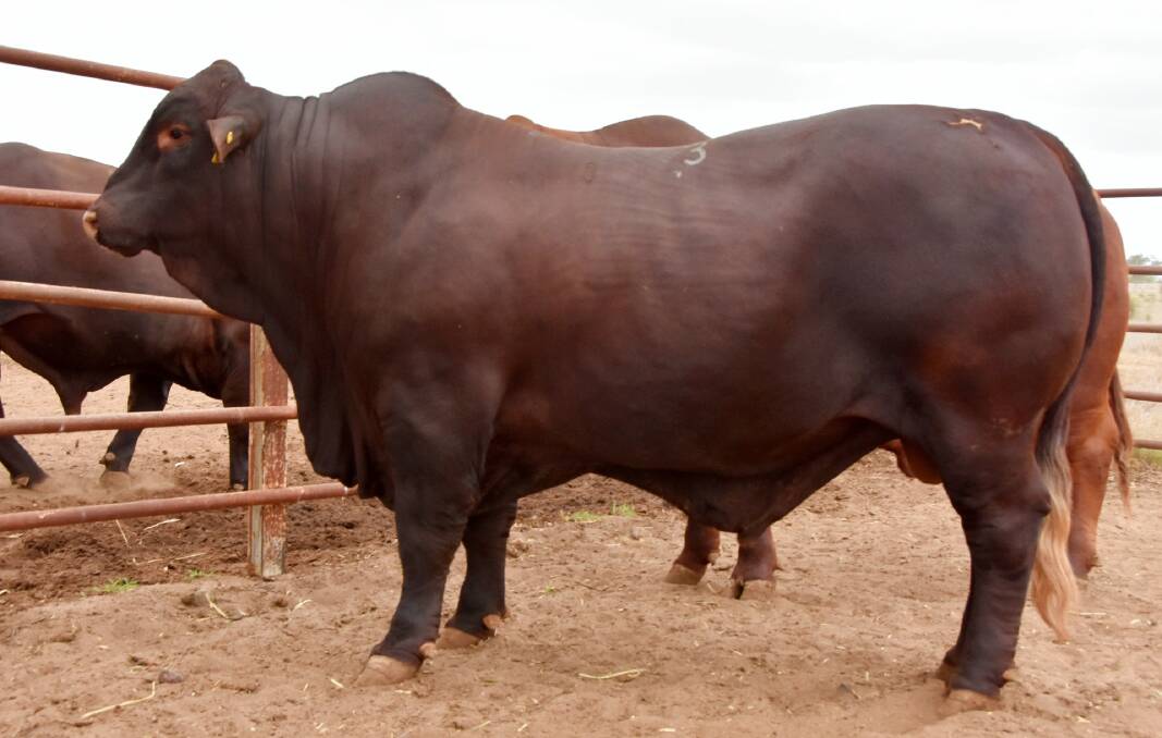 SIRE APPEAL: Canowindra Tennessee (PP) won reserve senior champion bull against a strong line up of stud cattle at Springsure show in 2021. 