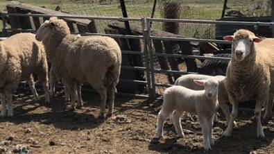 STOLEN: 5 ewes and 5 lambs were taken from a property on Leyburn Cunningham Road. Picture: QLD Police