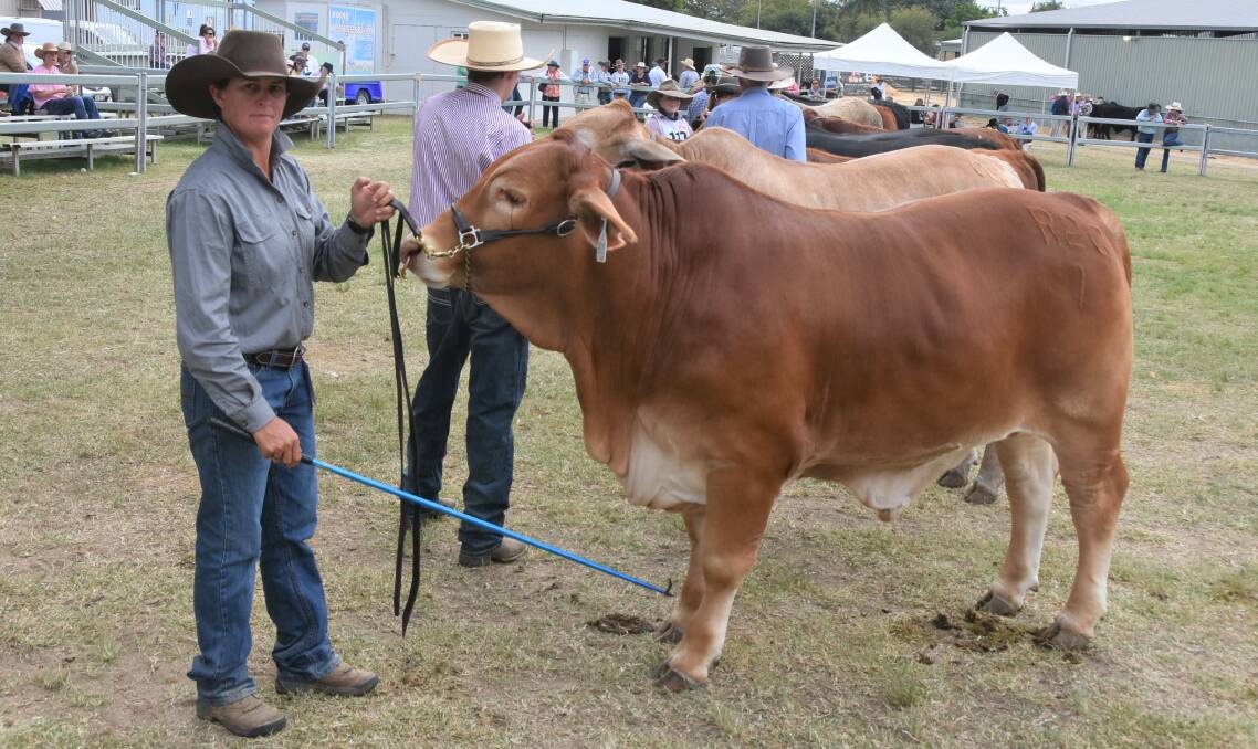 The top led steer, Redbank Axel, weighed 590 kilograms and was led by Renee Rutherford of Redskin Droughtmasters, Redbank Cattle Co, Morinish. Pictures: Ben Harden
