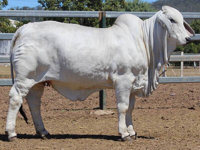 GREY TOP: Token Miss Marnie (AI) (H) sold for $15,000 on Monday and has been described as a lovely quiet, long, deep and structurally correct heifer. Photo: Supplied. 