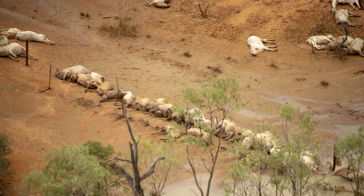 A glimpse of sheer devastation of the 2019 north west floods at Gipsy Plains, Cloncurry, where thousands of stud Brahman cattle were lost. Picture: Jacqueline Curley.