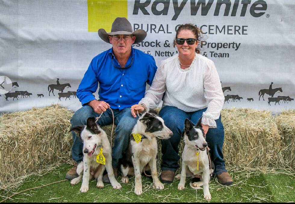 Vendors' Marty Addy and Emma Sutherland of Rolleston, with their three Border Collie pups, which sold to average $15,666 on Sunday. Picture by Jodie Humble
