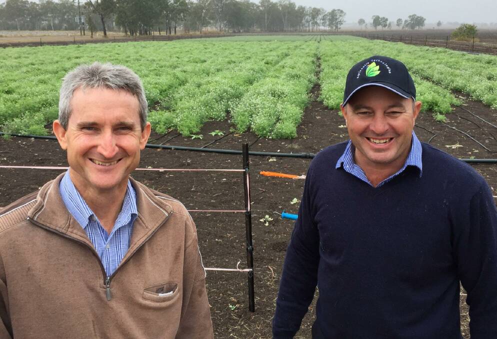 SPICING THINGS UP: Farmer Peter Foxwell and new AgriVentis spices agronomist Andrew McDonald at Alton Downs, where the Foxwells are trialing kalonji. 
