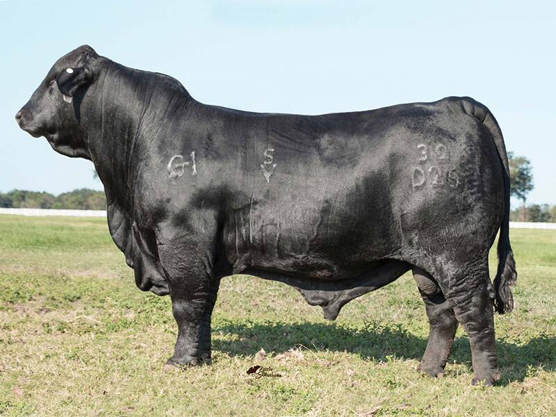 Brangus bull, Suhn Business Line was owned by Suhn Cattle Co, Eureka, Kansas, US. Picture supplied 