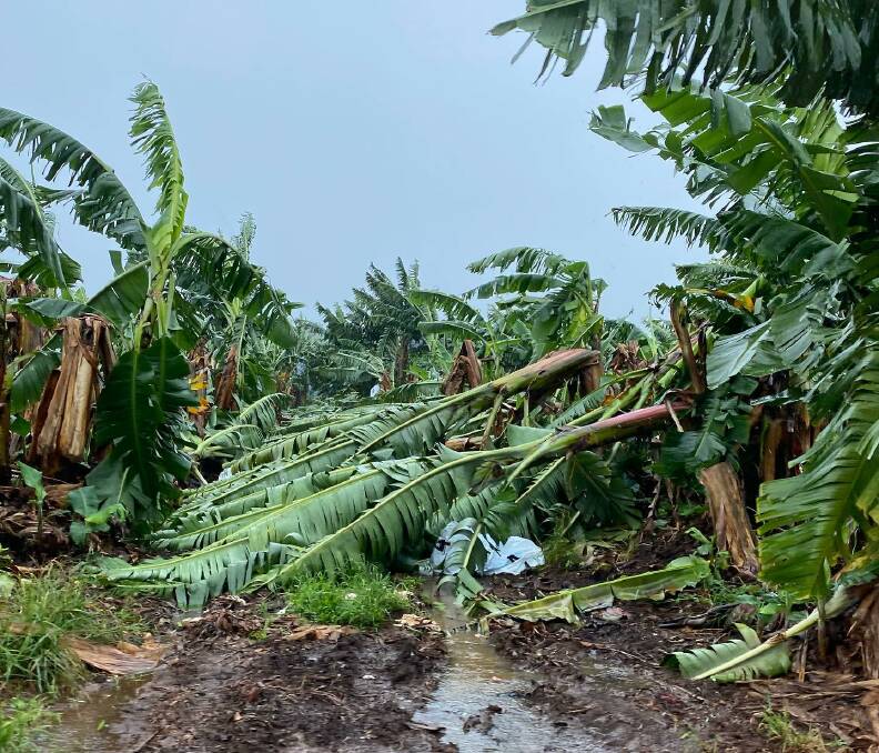 Howe Farming Enterprise's Banana farm in Mareeba was severely impacted during Monday's storm, after strong winds associated with Cyclone Niran flattened trees. Picture: Kim Mastin