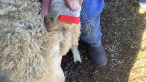 Sheep stolen at rural property near Warwick