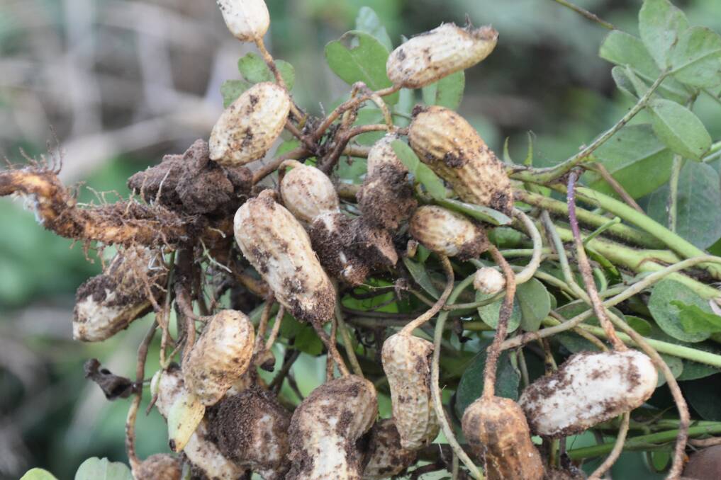 The trial identified that nut yields were not compromised with biomass removal for early planted crops. Picture: Ben Harden 