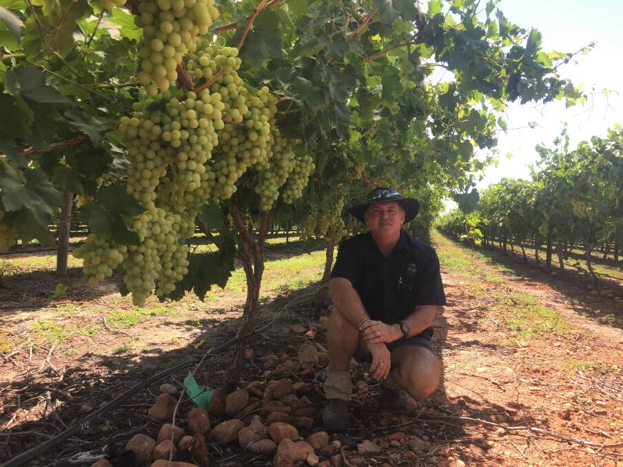 Evergreen Farms manager Paul Wortley kneels beside his plantation of Menindee seedless table grapes in Emerald.