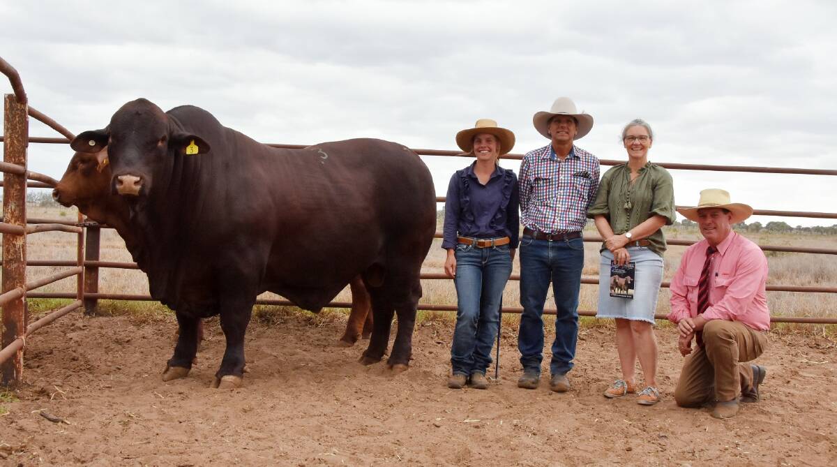 STUD RECORD: Canowindra Santa Gertrudis stud principals Brielle Pukallus, Jason and Joanne Wolff, Emerald, Elders auctioneer Michael Smith, with top price bull Canowindra Tennessee T148 (PP), who sold for $105,000. Photo: Ben Harden