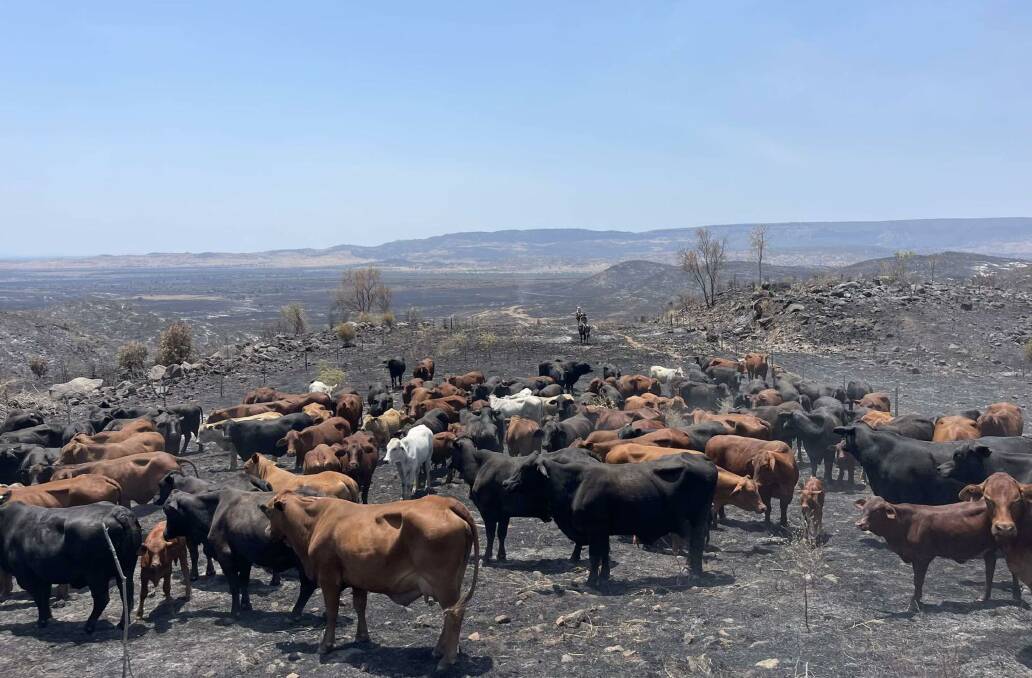 The Godwin family of Tanderra and Welcome Station, south Springsure, mustering their breeders out of their fire-scorched country, which 25,000 acres was destroyed, leaving 4000 head without a blade of grass to share between them. Picture: Tricia Godwin