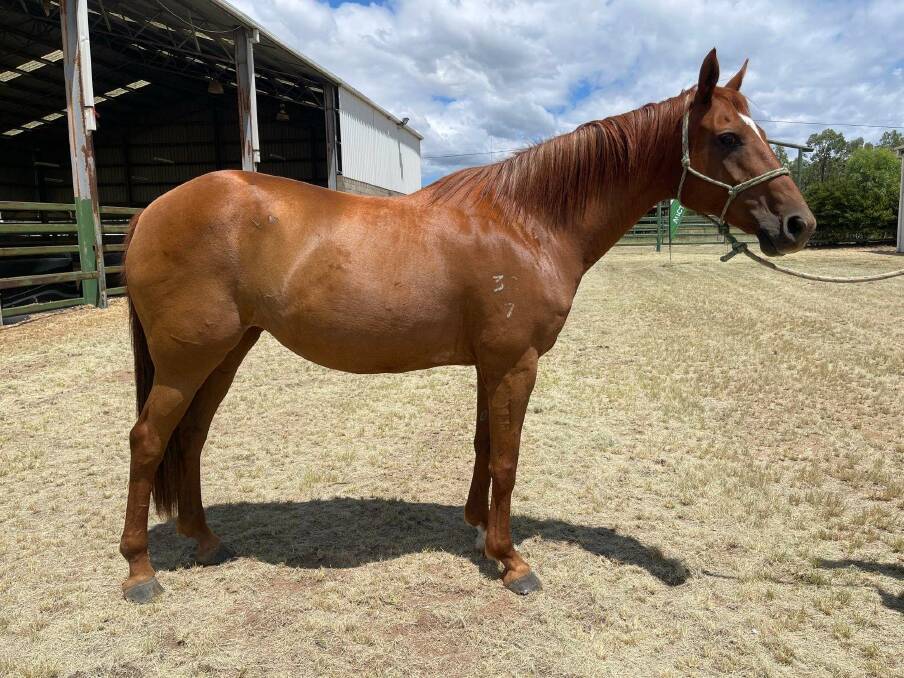 A ridden 14-year-old mare named AACC Allison attracted the top sale price of $46,000. Photos: Supplied 