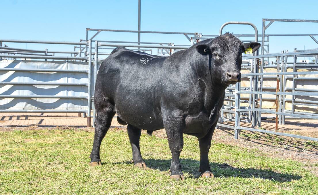 Top Angus bull Bauhinia Park Upward R10 sold for $26,000 to the Appletons at Star Downs, Alpha. 