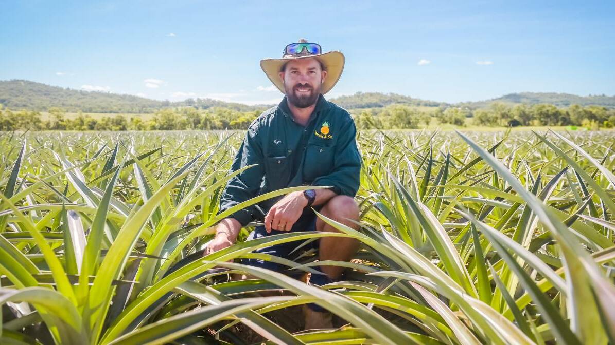 Brooks and Sons of Bungundarra, north of Yeppoon, are one of the Capricorn Coasts largest pineapple suppliers. Photo: Kelly Butterworth. 
