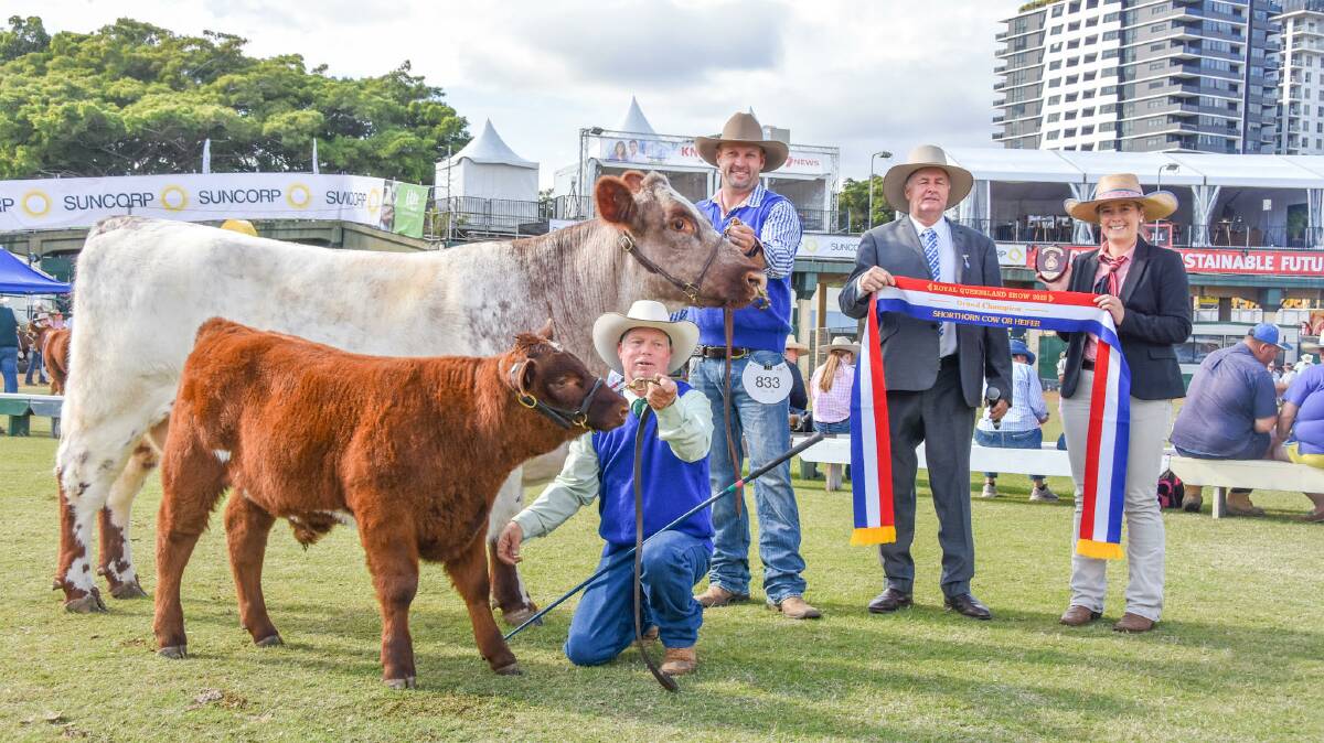 Grand champion Shorthorn female Trojon Patchwork and calf Terror, exhibited and led by Trent and Kimberley Johnstone (not pictured), Trojon Shorthorns, and Les Lee, Leegra Fitting Service, Murgon, Elders Studstock's Eliza Connors, and judge Peter Falls. 