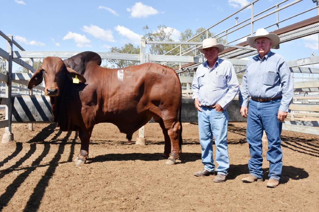 SALE TOPPERS: Yoman stud principal Stewart Nobbs, Moura, repeat buyer Ron Byriel, Dandarbong Pastoral, Moura, with equal sale topper Yoman 39/9. Photo: Ben Harden
