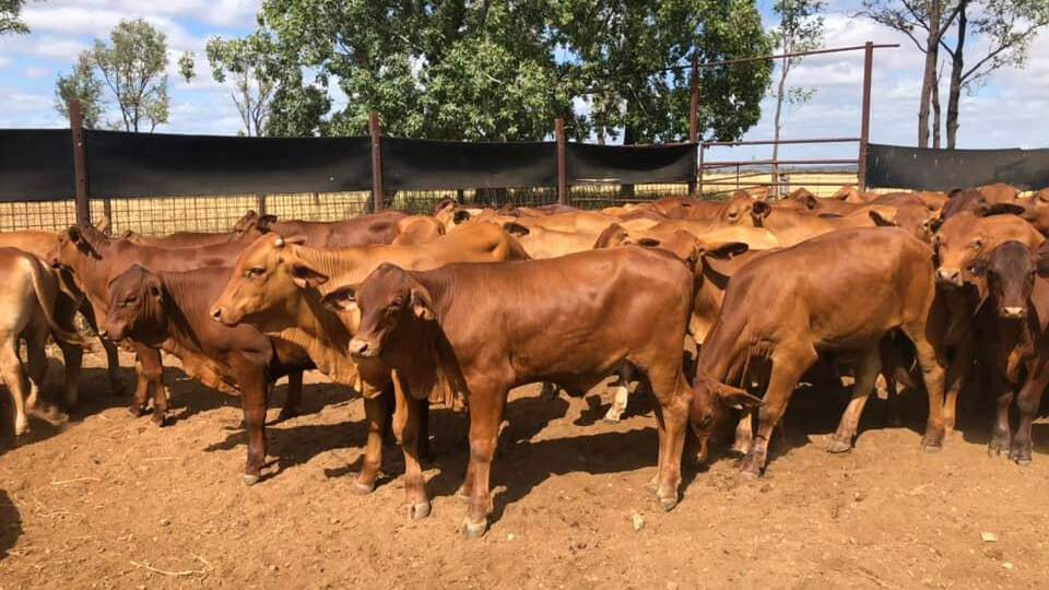 The Albert family offloaded 57 steers and 21 heifers, all weighing about 200-280kgs, at Thursday's February 17 Emerald sale. 