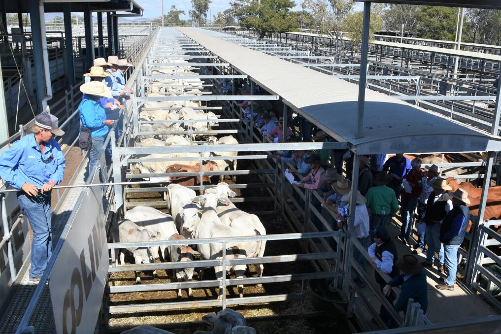 BUYING FRENZY: The Ooline breeder sale attracted strong interest at the Gracemere sale yards and online. 