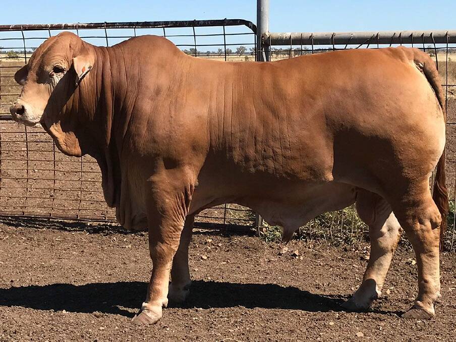The $26,000 Droughtmaster bull Kenlogan Thursby had the most registered progeny for his breed in 2022, including 47 in total. Picture supplied. 