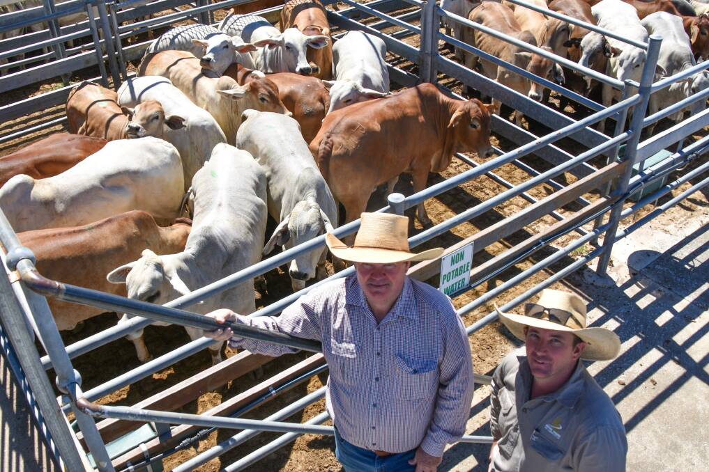 Livestock agents Gary Mayne, and Duncan Maguire of Michael Maguire and Company, Emerald, with a pen of Brahman heifers, offered by Trevor and Trina Dunne, Petrona, Springsure, which made 268c/kg. Picture: Ben Harden 