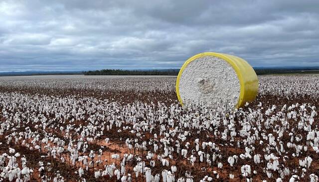 YIELDING: Fourth generation farmers Dean and Bradley Jonsson are expecting to harvest four bales per/ha this season for their first cotton harvest. 