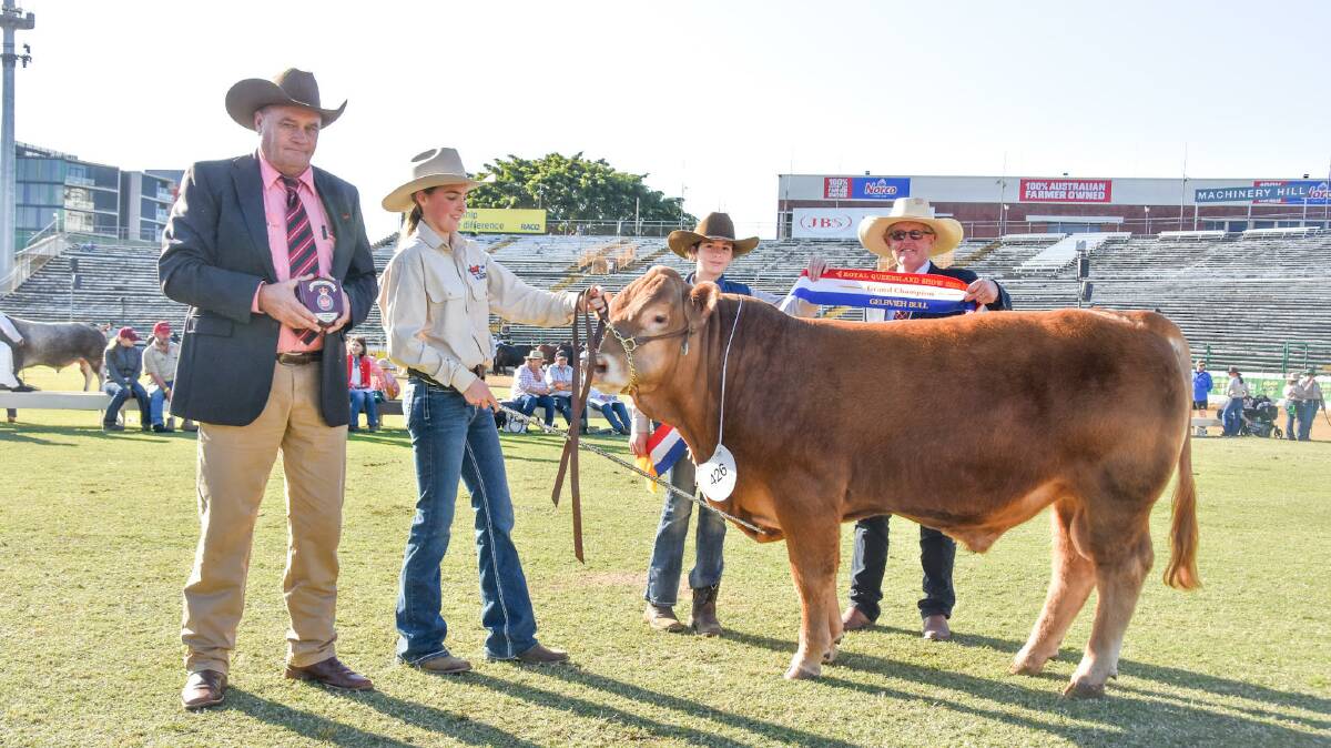 Grand champion Gelbvieh bull, Louanneley Scooter, exhibited by and led by Kael Thompson, 15, of Louanneley Gelbvieh, with sister Keelee, 12, Elders Studstock's Randall Spann, Rockhampton, and judge David Bolton, Congupha, Victoria. 