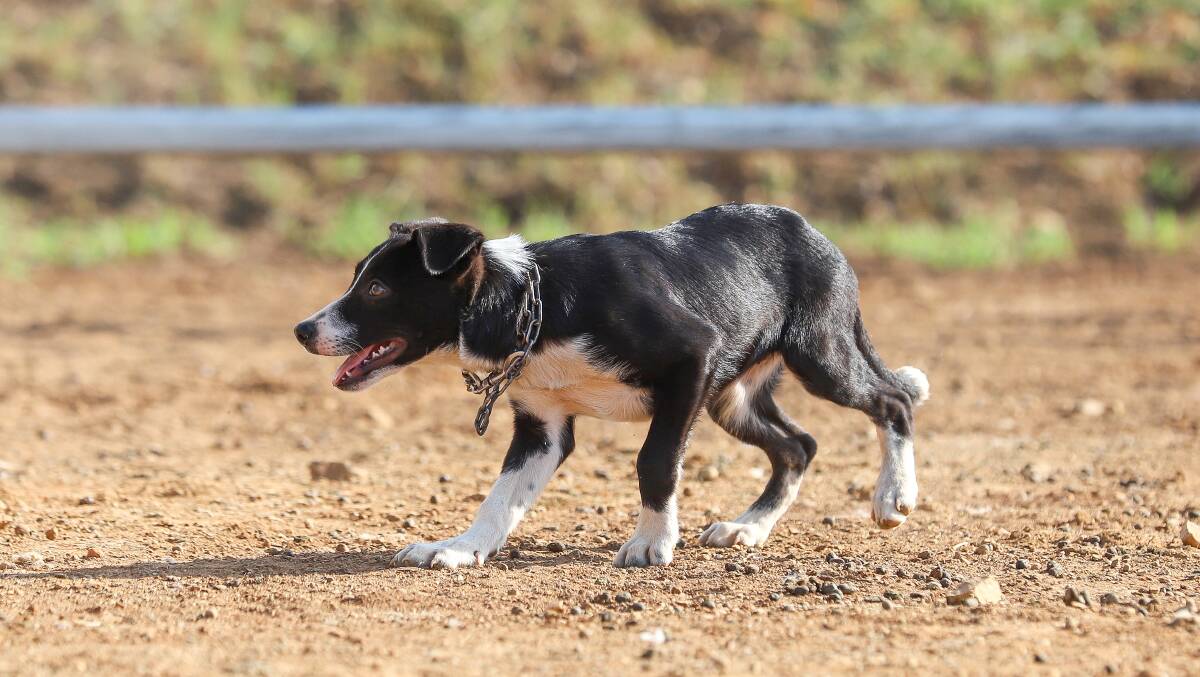 TOP SELLING PUP: Carrdoon Marley sold for $17,000 on Sunday. 