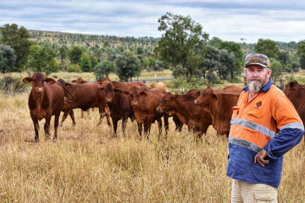Clermont-district beef producer Mitch Albert at his property Iron Hut, with some of his Droughtmaster PTIC heifers. 