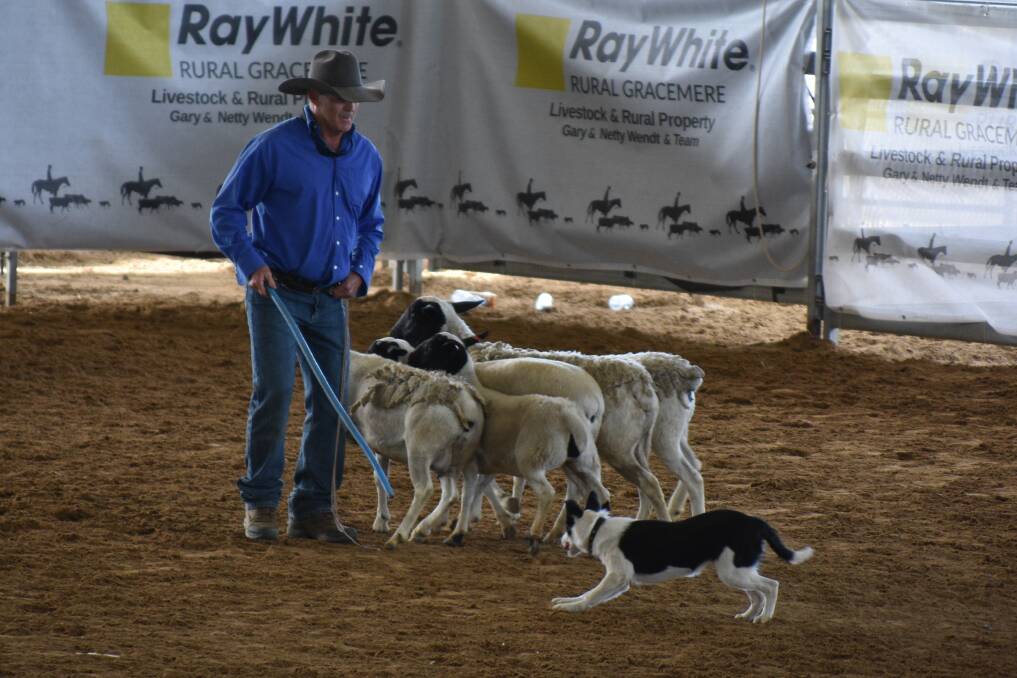 Marty in the sale ring with Addy's Jazz, showcasing her herd ability with sheep to the prospective buyers. Picture by Ben Harden 