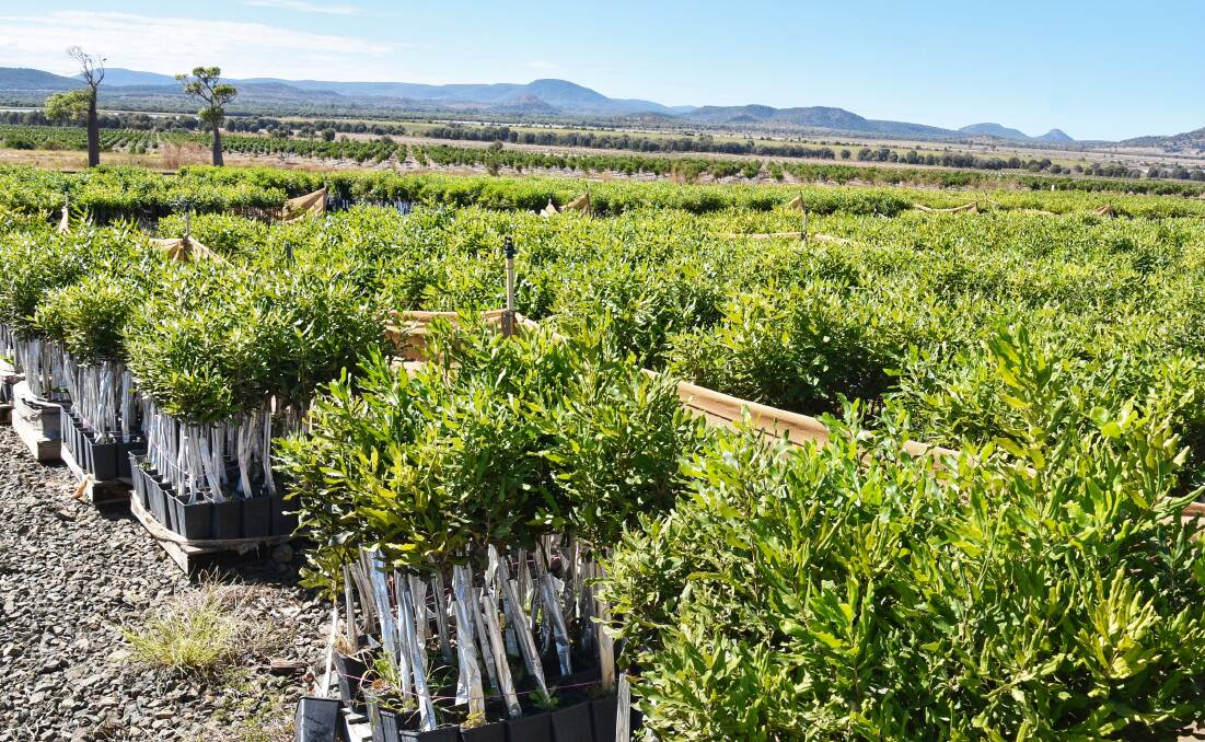 The Riverton Farm will have about 400 ha of Macadamia orchards in the ground soon, consisting of over 130,000 trees. Picture: Ben Harden 