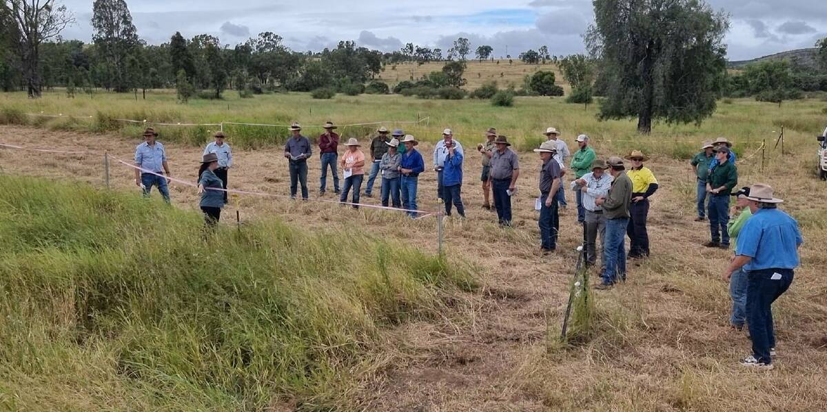 Over 30 landholders across regional Queensland attended the Applied Horticulture Research pasture dieback field walks at Jambin and Gaeta in late January. 